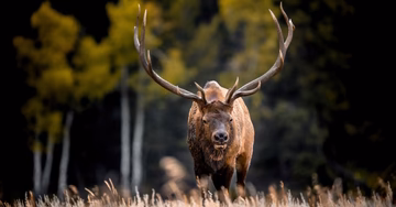 Liberty Game Calls: Your Ultimate Partner in Deer and Turkey Hunting